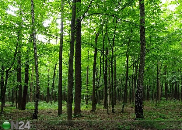 Fleece kuvatapetti FOREST 360x270 cm
