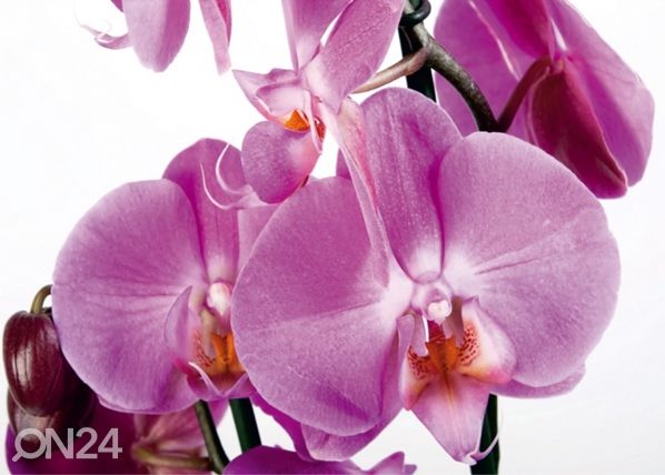 Fleece kuvatapetti ORCHIDS 2, 360x270 cm