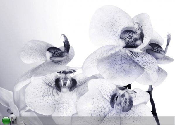 Fleece kuvatapetti ORCHIDS 3 360x270 cm