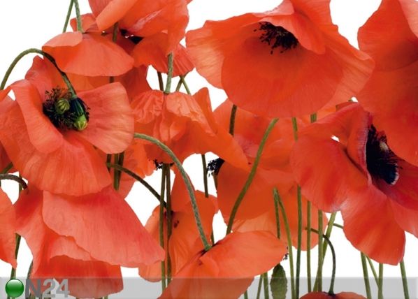 Fleece kuvatapetti POPPIES 360x270 cm