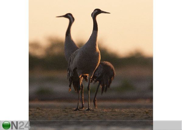 Fleece-kuvatapetti THE STORK 288x190 cm