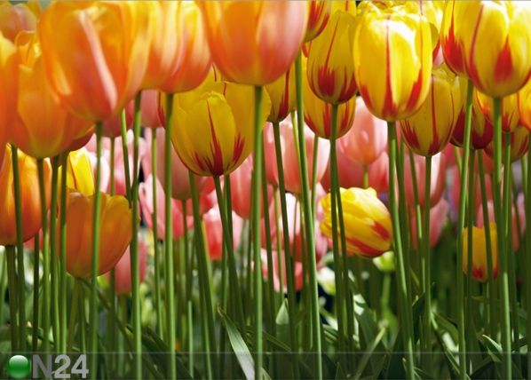 Fleece kuvatapetti TULIPS 360x270 cm