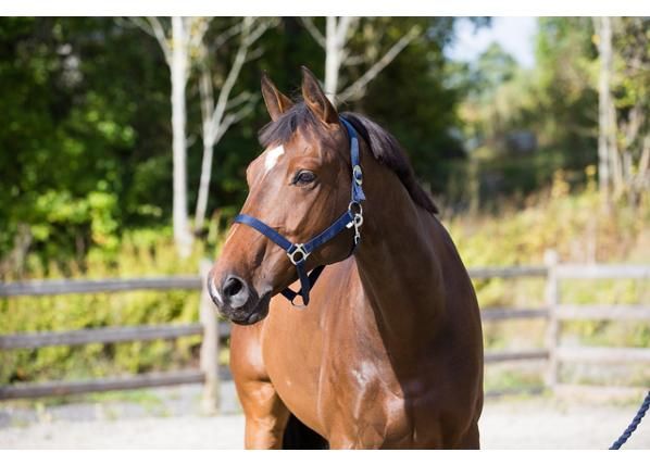 Hevonen riimu basic cob tummansininen