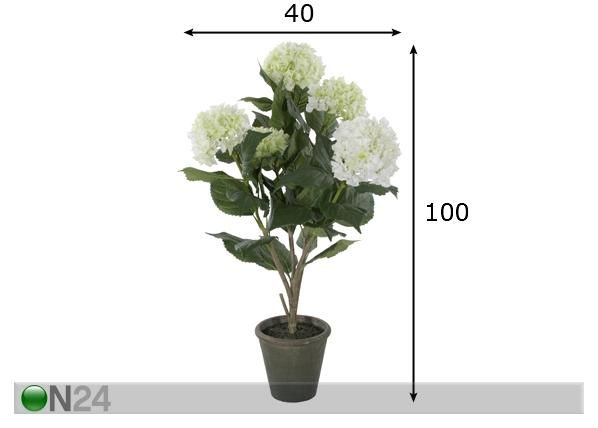 Hortensia 100 cm mitat