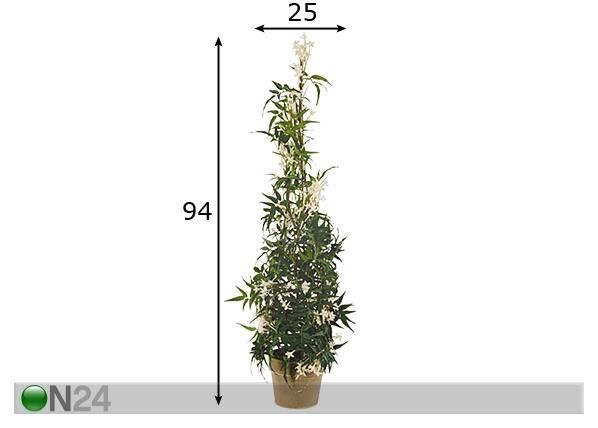 Jasmiini pyramidi 94 cm mitat