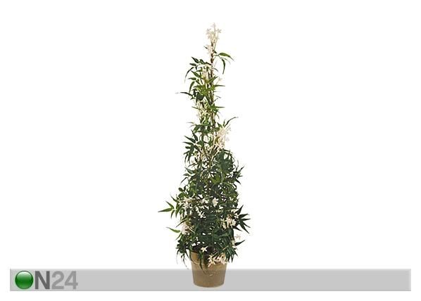 Jasmiini pyramidi 94 cm