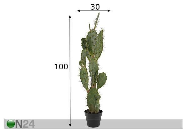 Kaktus 100 cm mitat