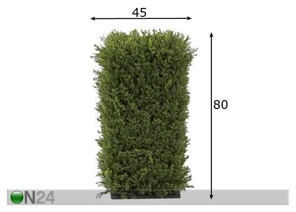 Katajapilari 80 cm mitat