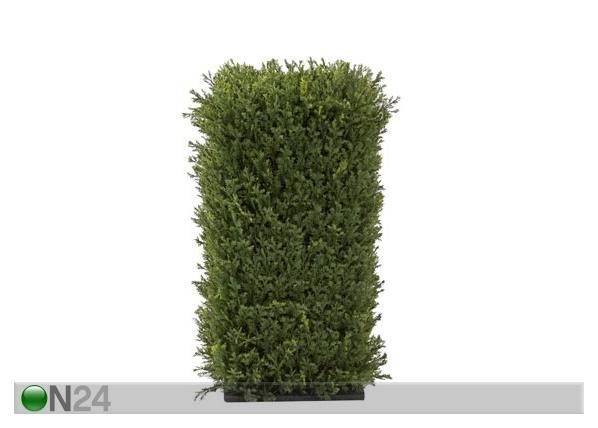 Katajapilari 80 cm