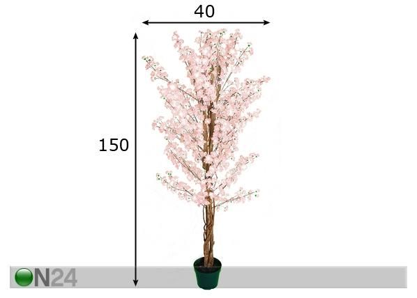 Kirsikkapuu 150 cm mitat