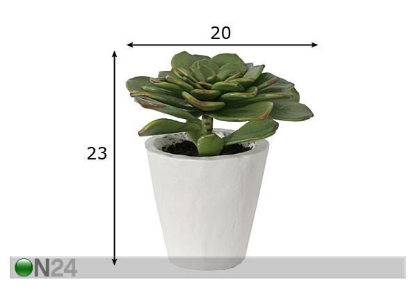 Koristekasvi 23 cm mitat