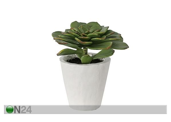 Koristekasvi 23 cm