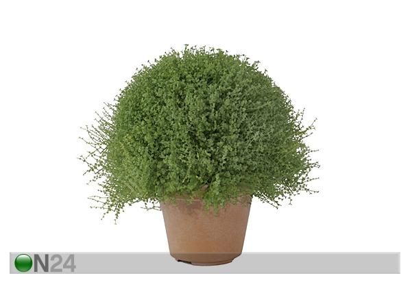 Koristekasvi 26 cm