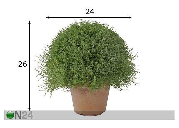 Koristekasvi 26 cm mitat