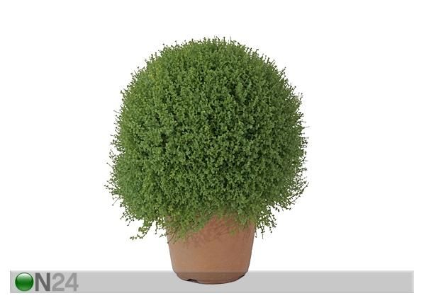Koristekasvi 35 cm