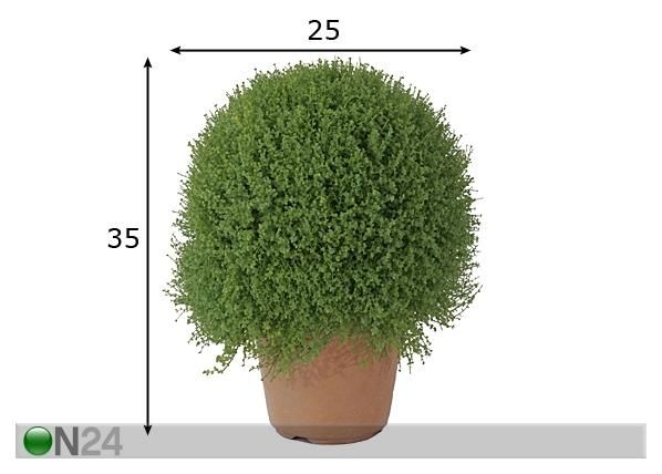 Koristekasvi 35 cm mitat