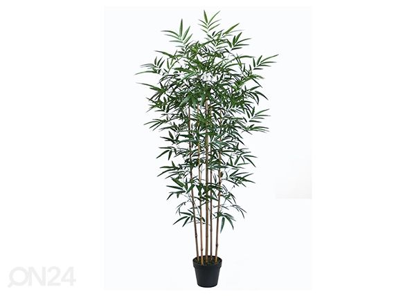 Koristekasvi Bambus 150 cm