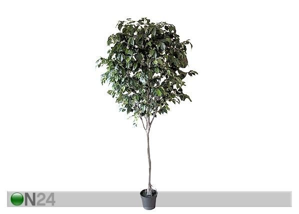 Koristekasvi FICUS 270 cm