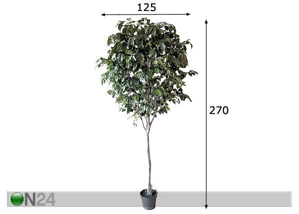 Koristekasvi FICUS 270 cm mitat