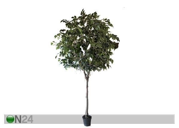 Koristekasvi FICUS 300 cm