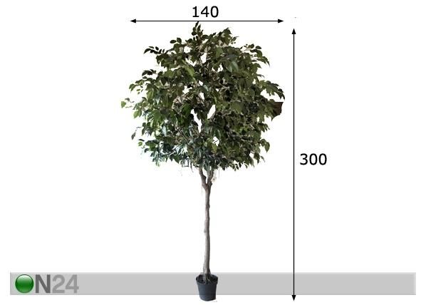 Koristekasvi FICUS 300 cm mitat