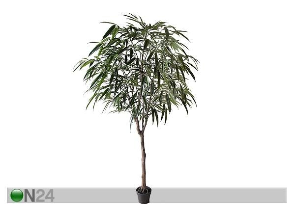 Koristekasvi FICUS ALII 295 cm