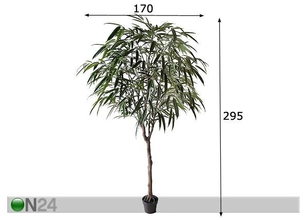 Koristekasvi FICUS ALII 295 cm mitat