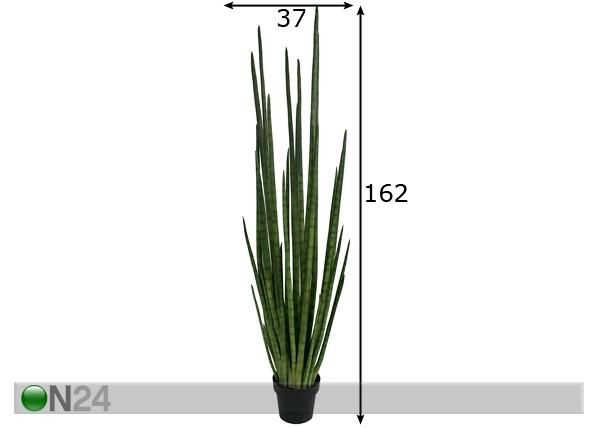 Koristekasvi HAVI 162 cm mitat