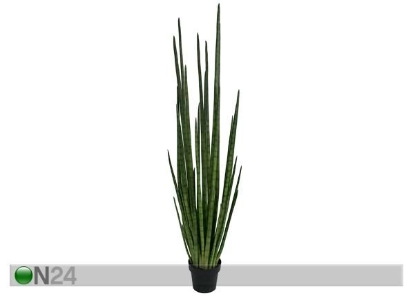 Koristekasvi HAVI 162 cm