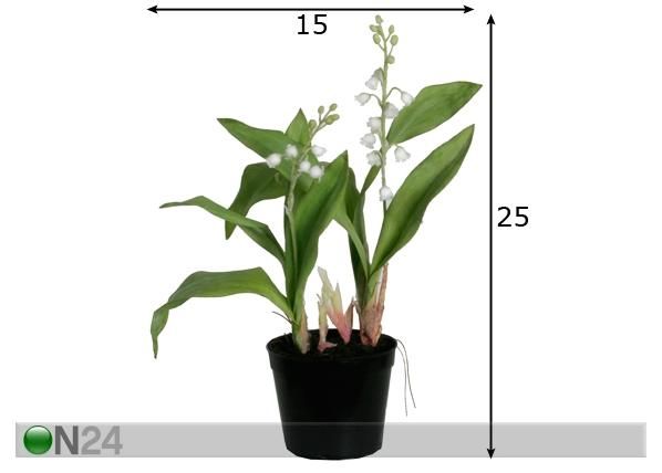 Koristekasvi KIELO 25 cm mitat