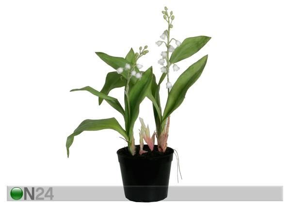 Koristekasvi KIELO 25 cm
