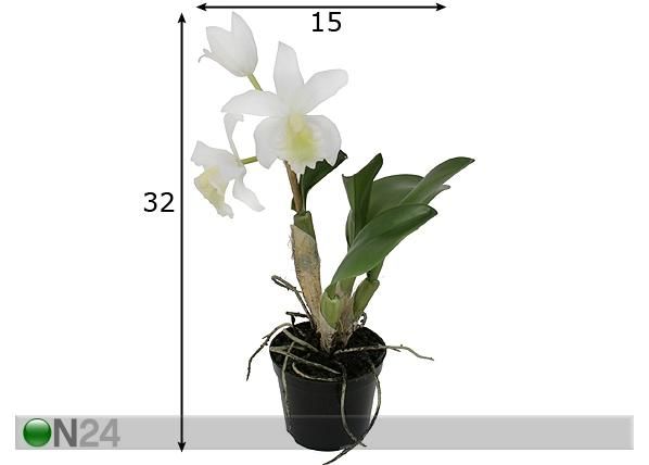 Koristekasvi ORHIDEE CATTLEYA 32 cm mitat