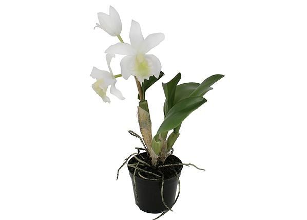 Koristekasvi ORHIDEE CATTLEYA 32 cm