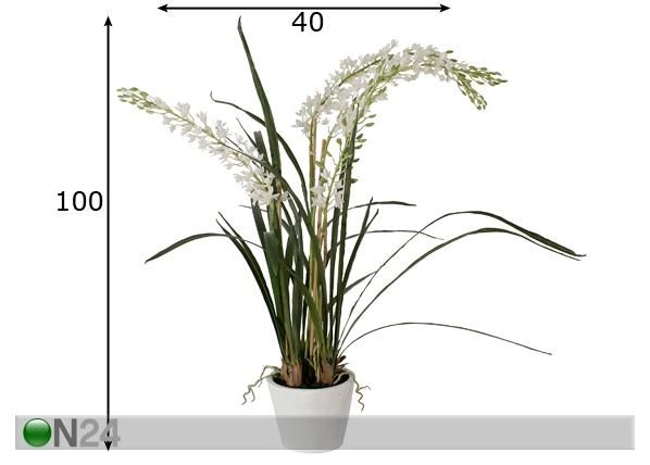 Koristekasvi ORHIDEE CYMBIDIUM 100 cm mitat