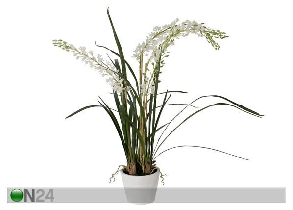 Koristekasvi ORHIDEE CYMBIDIUM 100 cm