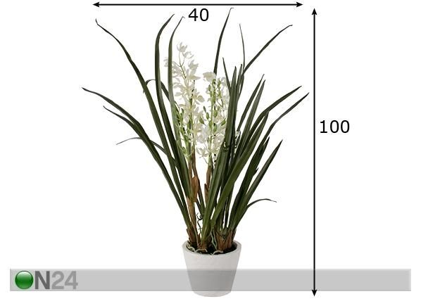 Koristekasvi ORHIDEE CYMBIDIUM 100 cm mitat