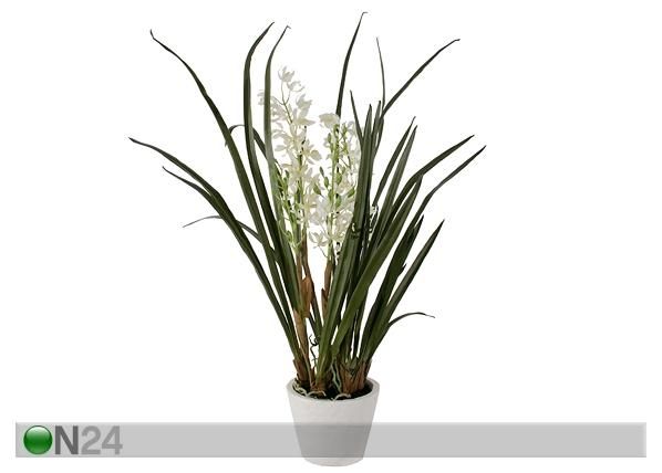Koristekasvi ORHIDEE CYMBIDIUM 100 cm