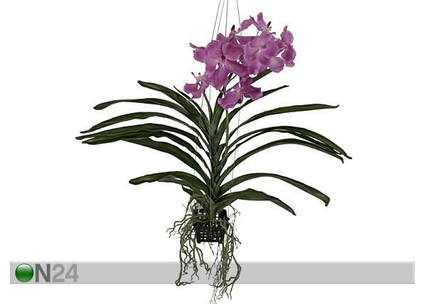 Koristekasvi ORKIDEA 70 cm mitat