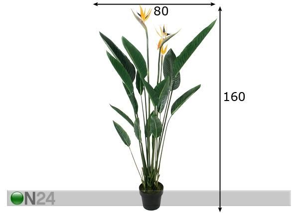 Koristekasvi STERILIZIA 160 cm mitat