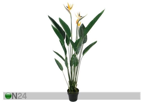 Koristekasvi STERILIZIA 160 cm