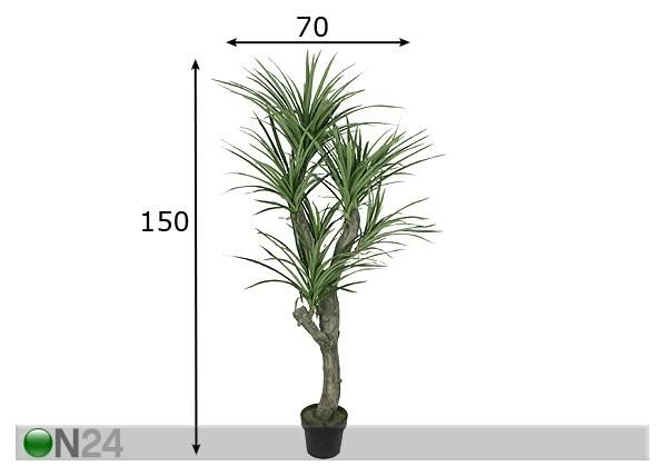 Lohikäärmepuu 150 cm mitat