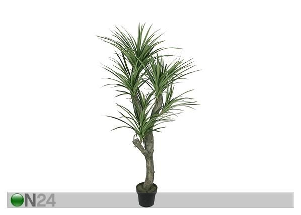 Lohikäärmepuu 150 cm