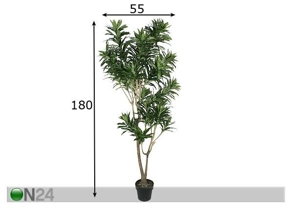 Lohikäärmepuu 180 cm mitat