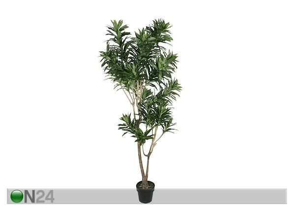 Lohikäärmepuu 180 cm