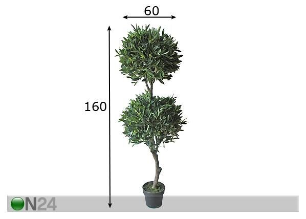 Oliivipuu 160 cm mitat