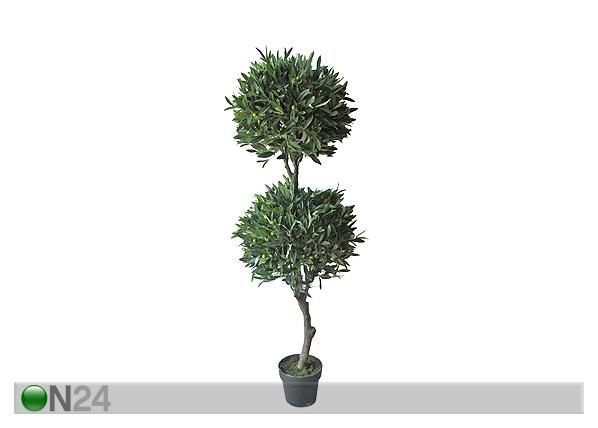 Oliivipuu 160 cm
