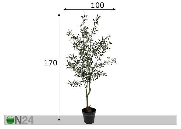 Oliivipuu 170 cm mitat