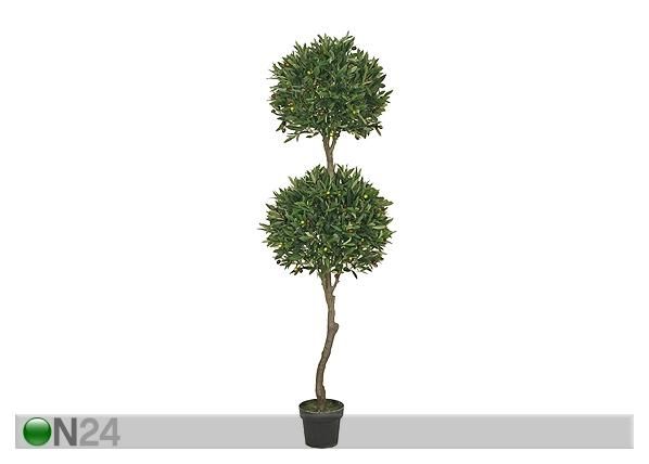 Oliivipuu 180 cm