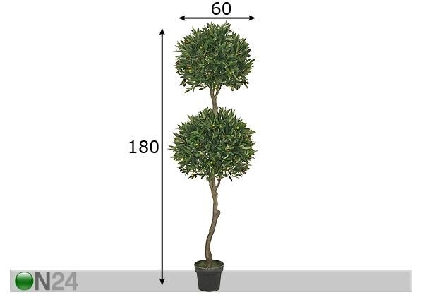 Oliivipuu 180 cm mitat