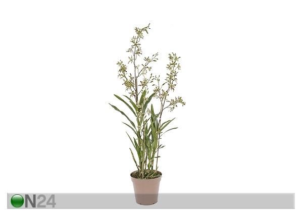 Orkidea, kirjava 110 cm